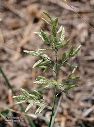 Image result for Eragrostis minor
