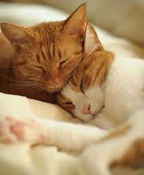 Sem Adli Kullanicinin Poster Panosundaki Pin 2020 Cute Kittens Cok Sirin Hayvanlar Yavru Kediler