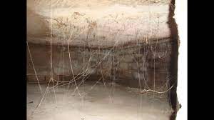Fortunately, there are ways of getting a web out of nooks and crannies without the surprises and scares. Cleaning Out Spider Webs In The Basement Youtube
