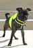 Boston Mix Puppies for sale in PA | Boston Mixed Adoptions