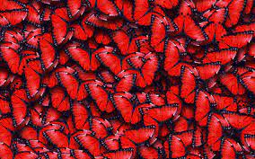Check spelling or type a new query. Butterfly Hd Wallpapers