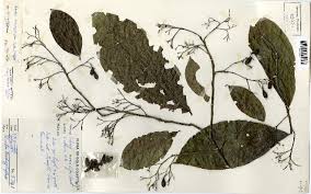 Image result for Ehretia obtusifolia