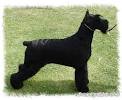 Heart of Texas Giant Schnauzers| Breeder of Giant Schnauzers