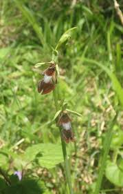 Image result for Coronopus integrifolius