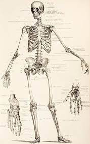 Human skeleton, the internal skeleton that serves as a framework for the body. The Human Skeleton Art Print By English School In 2021 Skeleton Drawings Human Skeleton Anatomy Art