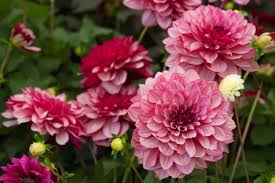 Discover everything garden from the uk's leading online garden centre. Rhs Chelsea Flower Show 2020 Shop How To Buy The Plants Grown For This Year S Event Homes And Property Evening Standard