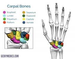 Bones Of The Hand Carpal Bones Metacarpal Bones Geeky Medics Anatomy Bones Hand Bone Anatomy Joints Anatomy