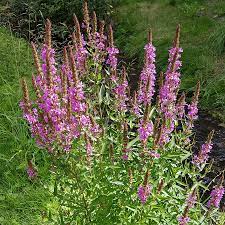 +41 (0)44 291 94 52 Bio Gewohnlicher Blutweiderich Rewisa Lythrum Salicaria Samen Maier