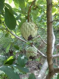 Data compiled from various sources by mark w. Ilama Annona Diversifolia Inaturalist Ca