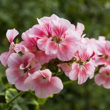 Image result for Pelargonium graveolens