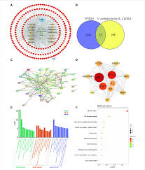 Image result for Vernonia anthelmintica