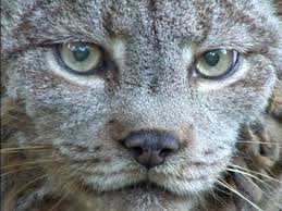 The information below is a copy of the overview on our sister website wild cats magazine where the descriptions reside. Canadian Lynx Species Spotlight Youtube