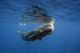 Ikan berbobot sekitar 2 ton dengan panjang 7 meter dan lebar, 1,5 meter ini, jika sudah mati bakterinya sangat berbahaya bagi manusia. Ambergris Muntahan Paus Sperma Yang Bernilai Ratusan Juta Rupiah