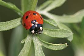 These small insects are more accurately called lady this yellow liquid is toxic to many ladybug predators such as birds and small mammals. Ladybug Insect Britannica