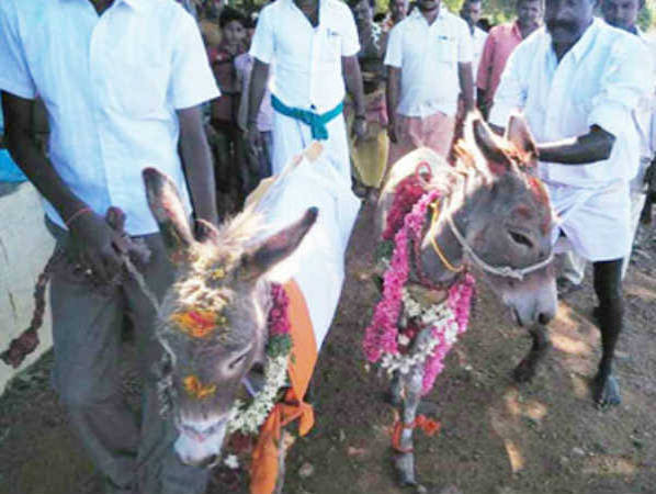 விருந்து வச்சு கழுதைக்கு கல்யாணம் பண்ணி வச்சாச்சுல்ல.. இனி அடுத்து மழைதான்.. திருச்சி அருகே கலகல! | People conducts marriage for 2 donkeys - Tamil Oneindia