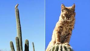 No submissions allowed from the nim top 50. Http Www Whitewolfpack Com 2016 06 Bobcat Sitting On Top Of 40 Foot Tall Html Fbclid Iwar3aiak0txuaq Idv8arevarkuvicws 0jr Animals Cute Animals Bobcat Mounts