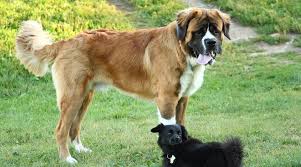 The bordernese is a cross between a border collie and a bernese mountain dog. Bernese Mountain Dog Mixes 21 Fantastic Berner Crossbreeds