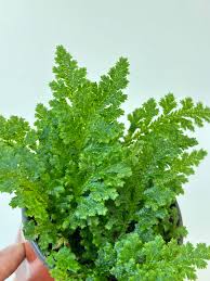 Image result for Selaginella soyauxii