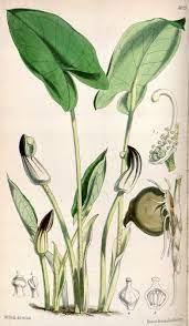 The leaves of this geophyte plant are basal only, wide, ovate to. Arisarum Vulgare Wikiwand