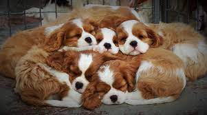 Cavalier king charles spaniel puppies for sale and dogs for adoption in california, ca. Gillcrest Cavaliers