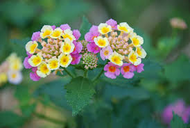 Flowers to grow in texas summer. What Are The Flowers That Grow In Texas Perfect For Home