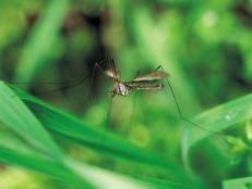 The wasps are what cause problems around here. How To Keep Pests Out Of Your Garden Organically Without Pesticides Hgtv