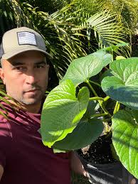 Kali kava nurseries in Florida and US