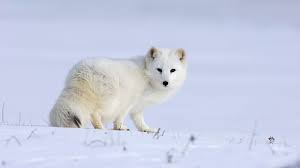 The arctic fox lives in arctic and subarctic regions of russia, europe and north america. Arctic Fox Acutely Endangered In Nordics Yle Uutiset Yle Fi