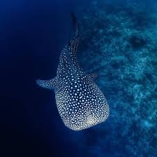 Is a shark halal to consume? Facebook