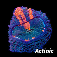 Image result for Actinanthella