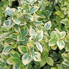 Image result for Euonymus fortunei