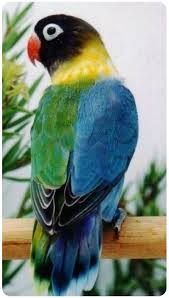 Pin By Don L On Mas Pajaros 2 Love Birds Pet Pet Birds Animals Beautiful