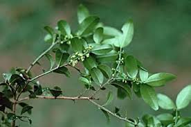 Image result for Scutia