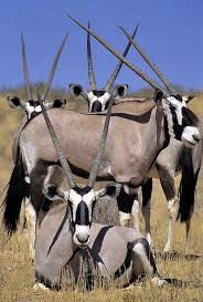 South Africa Gemsboks Africa Animals African Animals Animals Beautiful