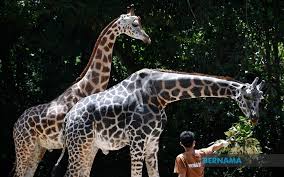 At present, there are a total of over 1200 specimen made up of 200 species of birds, mammals, reptiles and amphibians in the zoo. Bernama Mco Melaka Zoo Creates Fund For Food Supply