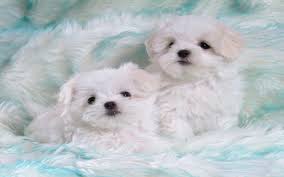 Cute Puppy Hd Images Pixelstalk Net Cute puppy wallpapers categories :