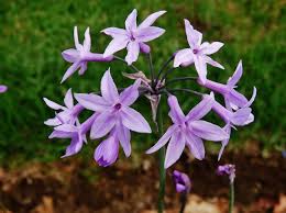 Image result for Tulbaghia friesii