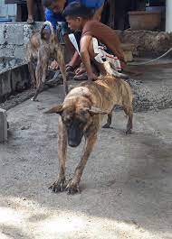 Azkal which was derived from askal means street dog in filipino. Native Dog Breed Has Claws Climbs Trees And Could Be 36 000 Years Old