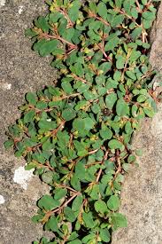 Image result for Neoholstia tenuifolia