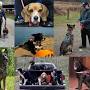 K9 Search and Rescue near me from m.facebook.com