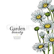 Maybe you would like to learn more about one of these? Daisy Flower Border Drawing Vector Stock Vector Colourbox