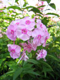 Phlox Definition And Synonyms Of Phlox In The German Dictionary