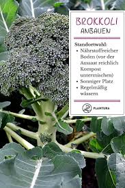 Brokkoli Lasst Sich Leicht Im Eigenen Garten Anbauen Bei Plantura Geben Wir Tipps Zur Aussaat Zum Richtigen Standort In 2020 Growing Broccoli Cabbage Plant Broccoli