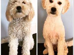 Coffee machine manufacturers australian labradoodle grooming guide. Orlana Sergent Gumbeegue Profile Pinterest