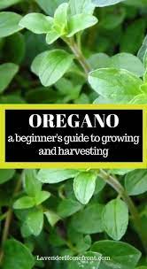 How To Grow And Harvest Oregano Growing Oregano Oregano Plant Harvesting Herbs