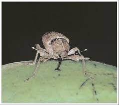 Using the products and methods suggested you will get for significant infestations of rice weevils, it may be wise to treat regularly with novacide every two. Organic Pecan Production Uga Cooperative Extension
