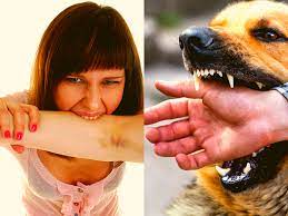 Clearly the human jawbone cannot bite through a thicker bone than itself, because it would break itself first. Are Human Bites As Dangerous As A Dog Bite We Tell You Times Of India