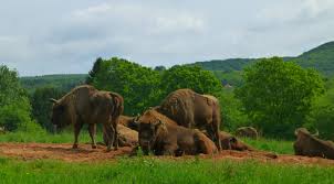 Nature Reserve, Scherfede Warburg/Hardehausen