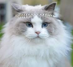 Gambar kucing cantik, kucing hebat dan berani. Gambar Kucing Yang Cantik Roki Gambar