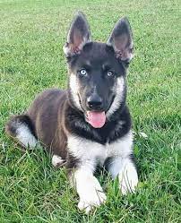 Lancaster puppies ® is a federally registered trademark owned by online advertising, llc. Gerberian Shepsky Puppies Cheap Online